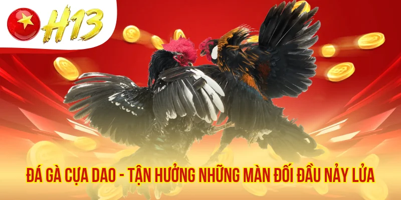 Đá Gà Cựa Dao - Tận Hưởng Những Màn Đối Đầu Đỉnh Cao
